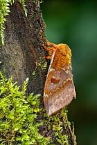 Saturniid moth (Automeris io io), occurs in Central America Controlled conditions.