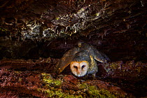 Barn owl (Tyto alba punctatissima), near daytime roost in lava tube, Isabela Island, Galapagos Islands.