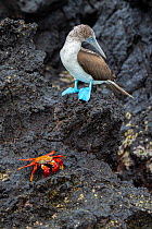 Blue-footed booby (Sula nebouxii), with sally-lightfoot crab (Grapsus grapsus), Santa Cruz Island, Galapagos Islands.