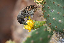 Darwin&#39;s cactus finch (Geospiza scandens), feeding on Opuntia cactus flower, Santa Cruz Island, Galapagos Islands.