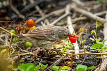 Darwin&#39;s medium ground finch (Geospiza fortis), eating native tomatoes, Santa Cruz Island, Galapagos Islands.