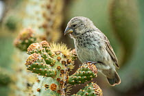 Darwin&#39;s medium ground finch (Geospiza fortis), on Opuntia cactus, Santa Cruz Island, Galapagos Islands.