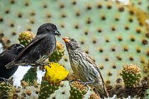 Darwin&#39;s medium ground finches (Geospiza fortis), eating Opuntia cactus flowers, Santa Cruz Island, Galapagos Islands.