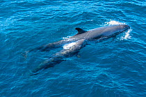 False killer whale (Pseudorca crassidens), mother and calf, Isabela Island, Galapagos Islands.
