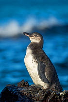 Galapagos penguin (Spheniscus mendiculus), juvenile plumage, Isabela Island, Galapagos Islands.