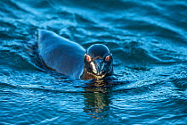 Galapagos penguin (Spheniscus mendiculus), emerging from dive, Isabela Island, Galapagos Islands.