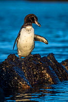 Galapagos penguin (Spheniscus mendiculus), adult plumage, Isabela Island, Galapagos Islands.