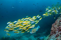 Blue-and-gold snapper (Lutjanus viridis) & Bumphead parrotfish (Scarus perrico), Seymour Island, Galapagos Islands.