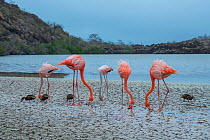 American flamingos (Phoenicopterus ruber) feeding in saline lagoon, with White-cheeked pintails (Anas bahamensis), Floreana Island, Galapagos Islands.