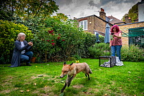 Taz Kenward of the Fox Project returns a wild rehabilitated Red fox (Vulpes vulpes) to the housing community where it was originally captured in London.  London, England, United Kingdom. 2018