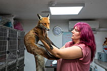 Taz Kenward of the Fox Project assesses a wild Red fox (Vulpes vulpes) with injuries.  The fox will be rehabilitated if possible, and returned to the same location where it was captured for rescue....