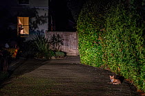 Wild Fox (Vulpes vulpes) sits in the driveway of a Tunbridge Wells house, Kent, England, United Kingdom.