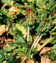 Alternaria leaf spot (Alternaria tenuis) necrosis and leaf curling on sugar beet leaves, France, September