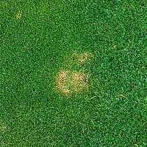 Snow mould / fusarium patch (Monographella nivalis var nivalis) in close mown golf course green turf, Berkshire, October