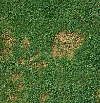 Snow mould / fusarium patch (Monographella nivalis var nivalis) in close mown golf course green turf, Berkshire, October