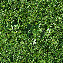 Daisy (Bellis perennis) plants mown short and embedded in close cropped sports turf of a golf green, Surrey, October