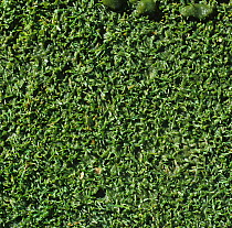 Algal slime (Cyanobacterium / other algae) formed on the surface of close mown turf of a damp golf course green after rain, Surrey, October