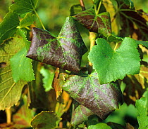 Leafroll disease, grape leafroll asssociated viruses symptoms on Pinot Noir grape leaves , Champagne, France