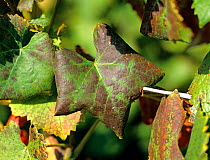 Grapevine leaf roll virus symptoms on Pinot Noir grape leaves