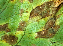 Leaf spot (Cercospora lactucae-sativae) necrotic &#39;eye-spot&#39; leaf lesions on lettuce, Thailand