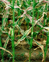 Northern corn leaf blight (Septosphaeria turica) severe lesions on maize / corn crop, Thailand