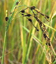 False smut (Ustilaginoidea virens) infected rice ear with balls of mycelia replacing the grains , Thailand