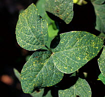 Downy mildew (Peronospora manshurica) disease lesions on on the upper surface of a soyabean leaf, Thailand