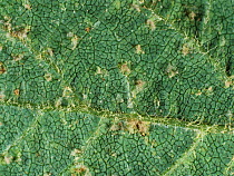 Downy mildew (Peronospora manshurica) disease lesions on on the upper surface of a soyabean leaf, Thailand