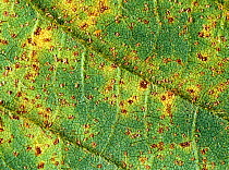 Asian soybean rust (Phakopsora pachyrizi) pustules on the under surface of a soybean leaf, Thailand