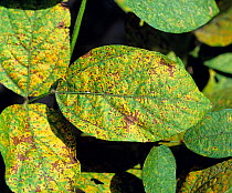 Asian soybean rust (Phakopsora pachyrizi) pustules on the under surface of a soybean leaf, Thailand