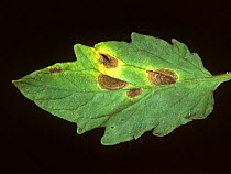 Early blight (Alternaria solani) target spot / bullseye lesions pattern on a tomato leaf, Thailand