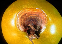 Early blight (Alternaria solani) target spot / bullseye lesions pattern on a tomato fruit, Thailand