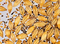 Various annual broad-leaved weed seeds collected at harvest and contaminating barley cereal grain