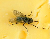 House fly (Musca domestica) on cheese, kitchen hygiene