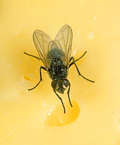 House fly (Musca domestica) on cheese, kitchen hygiene