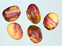 Purple seed stain (Cercospora kikuchii) characteristic staining symptom caused by the disease to soybean seeds