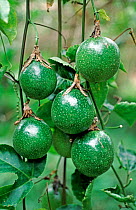 Unripe passion fruits (Passiflora edulis) crop hanging on the vine before ripening and harvest, Thailand