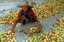 Woman sorting harvested passion fruits (Passiflora edulis) crop into a basket carrier on the farm, Thailand