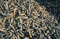 Pile of harvested cassava / manioc (Manihot esculenta) starchy tuberous roots used to extract tapioca, Pattaya, Thailand