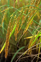 Pendulous ears of mature rice (Oryza sativa) with ripening grains on crop close to harvest, Chiang Mai, Thailand, November