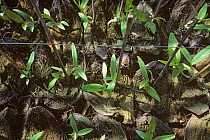 Epiphytic Dendrobium orchids reared in coconut shells in a nursery to be sold to hang on trees and in houses, Thailand