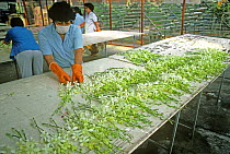 Women preparing orchid blooms for shipping from a commercial orchid nursery in Thailand, November