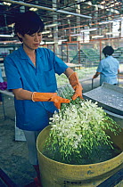 Girl in flower packing plant dipping cut white Dendrobium orchid flowers in pesticide before export to Japan from Thailand