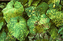 Downy mildew (Pseudoperonospora cubensis) a water mould causing downy mildew lesions on the leaf of a squash plant, Thailand