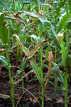 Northern corn leaf blight (Setosphaeria turcica) severe fungal disease lesions on maize / corn crop, Thailand