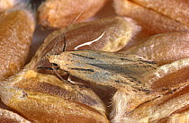 Angoumois grain moth (Sitotroga cerealella) an adult moth pest of cereal grain stores on wheat grain
