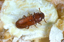 Red flour beetle (Tribolium castaneum) adult storage pest on grain detritus