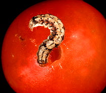 Tomato fruitworm, corn earworm / old world bollworm (Helicoverpa armigera) caterpillar feeding on tomato fruit