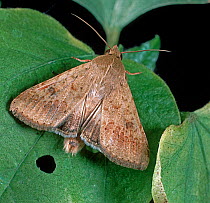 Cotton bollworm, corn earworm / old world bollworm (Helicoverpa armigera) noctuid moth on a cotton leaf