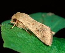 Cotton bollworm, corn earworm / old world bollworm (Helicoverpa armigera) noctuid moth side view at rest on a cotton leaf